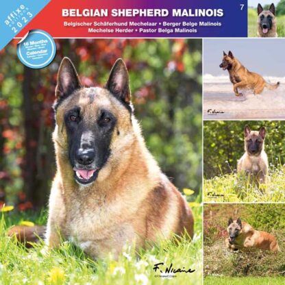 Calendrier Belgian Shepherd Malinois 2023