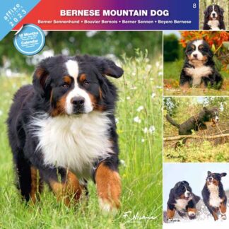 Calendrier Bernese Mountain Dog 2023
